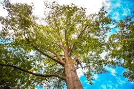 How Our Tree Care Process Works  in  Sunnyside, WA