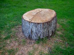 Best Storm Damage Tree Cleanup  in Sunnyside, WA